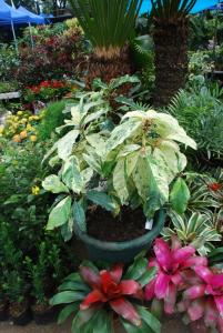 Plant show 2012 (125).JPG